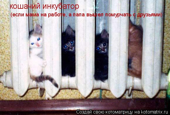 кошачий инкубатор (если мама на работе, а папа вышел помурчать с друзьями)... Котоматрица: кошачий инкубатор (если мама на работе, а папа вышел помурчать с друзьями)