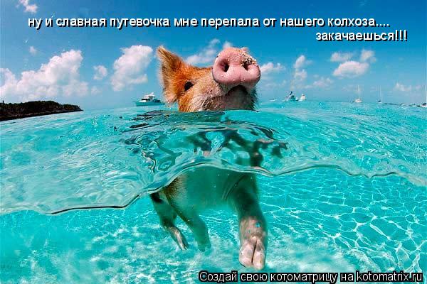 ну и славная путевочка мне перепала от нашего колхоза.... закачаешься!!!... Котоматрица: ну и славная путевочка мне перепала от нашего колхоза.... закачаешься!!!