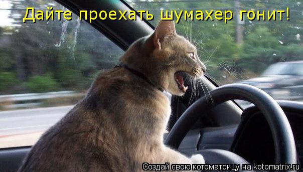 Дайте проехать шумахер гонит!... Котоматрица: Дайте проехать шумахер гонит!