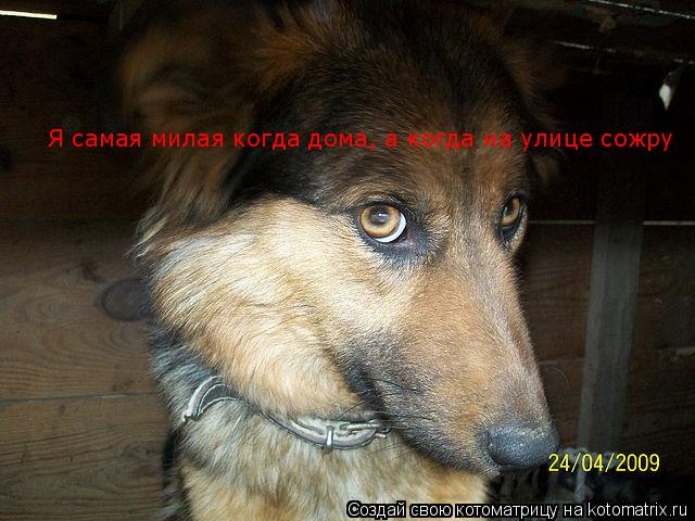 Я самая милая когда дома, а когда на улице сожру... Котоматрица: Я самая милая когда дома, а когда на улице сожру