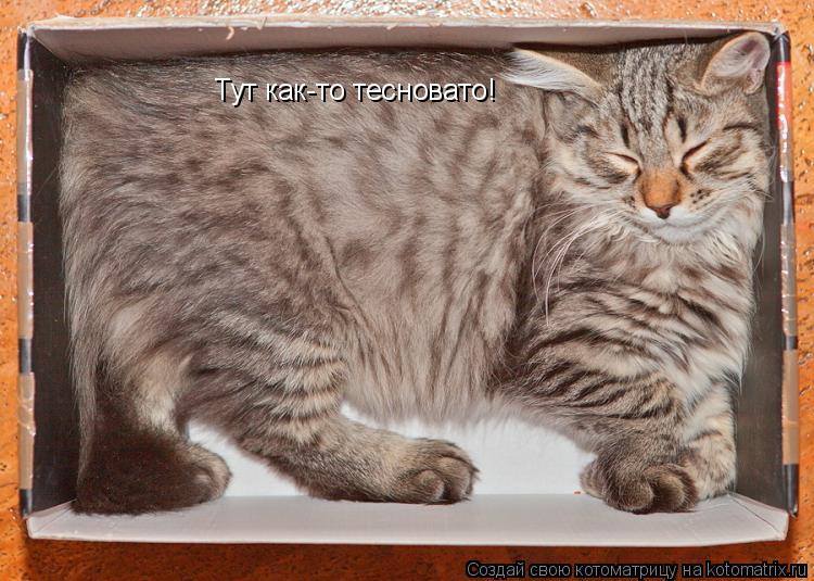 Тут как-то тесновато!... Котоматрица: Тут как-то тесновато!