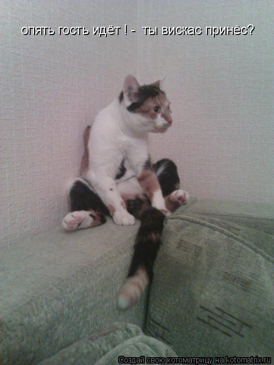 опять гость идёт ! - ты вискас принёс?... Котоматрица: опять гость идёт ! - ты вискас принёс?