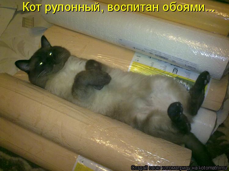 Кот рулонный, воспитан обоями...... Котоматрица: Кот рулонный, воспитан обоями...