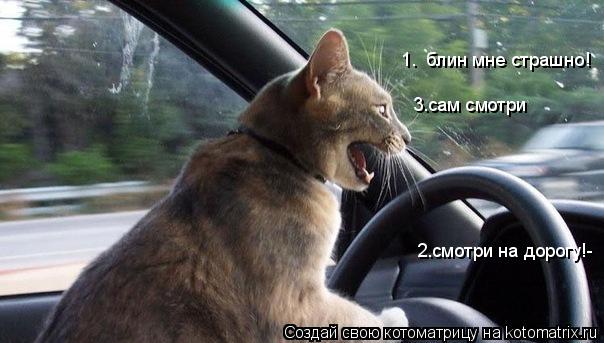 1. блин мне страшно! 2.смотри на дорогу!- 3.сам смотри... Котоматрица: 1. блин мне страшно! 2.смотри на дорогу!- 3.сам смотри