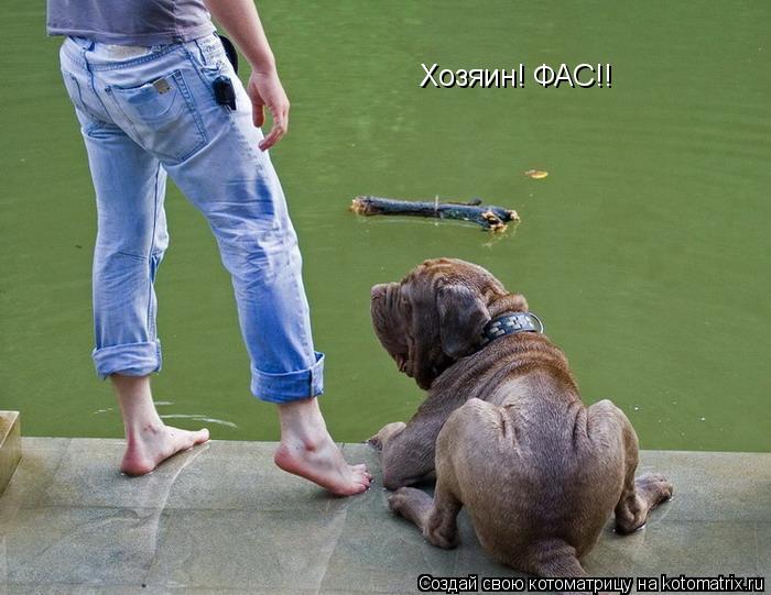 Хозяин! ФАС!!... Котоматрица: Хозяин! ФАС!!