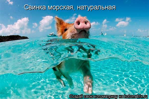 Свинка морская, натуральная... Котоматрица: Свинка морская, натуральная