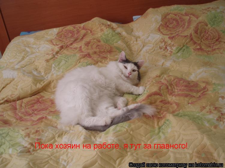 Пока хозяин на работе, я тут за главного!... Котоматрица: Пока хозяин на работе, я тут за главного!