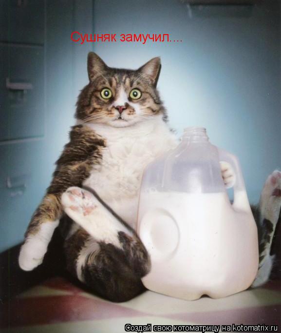 Сушняк замучил....... Котоматрица: Сушняк замучил....