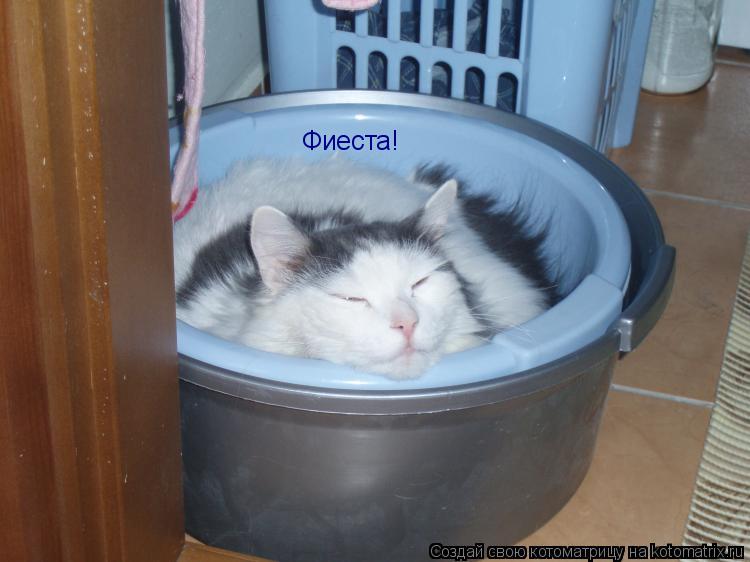 Фиеста!... Котоматрица: Фиеста!
