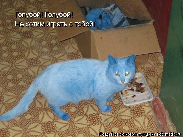 Голубой! Голубой! Не хотим играть с тобой!... Котоматрица: Голубой! Голубой! Не хотим играть с тобой!