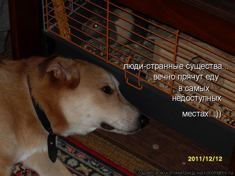люди-странные существа... вечно прячут еду в самых недоступных местах...))... Котоматрица: люди-странные существа... вечно прячут еду в самых недоступных местах...))