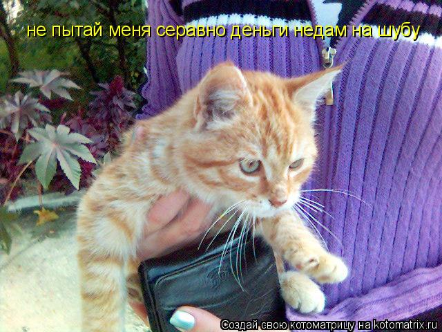 не пытай меня серавно деньги недам на шубу... Котоматрица: не пытай меня серавно деньги недам на шубу