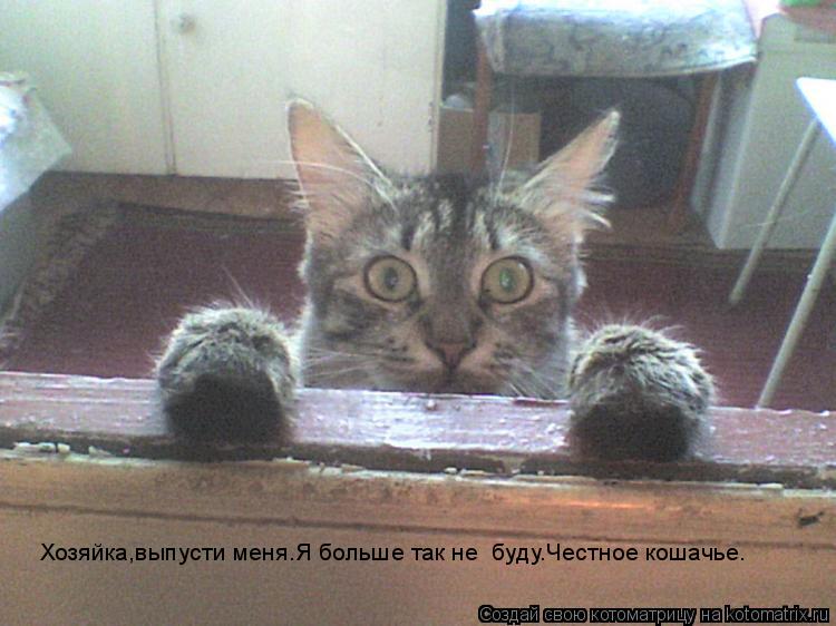 Хозяйка,выпусти меня.Я больше так не буду.Честное кошачье.... Котоматрица: Хозяйка,выпусти меня.Я больше так не буду.Честное кошачье.