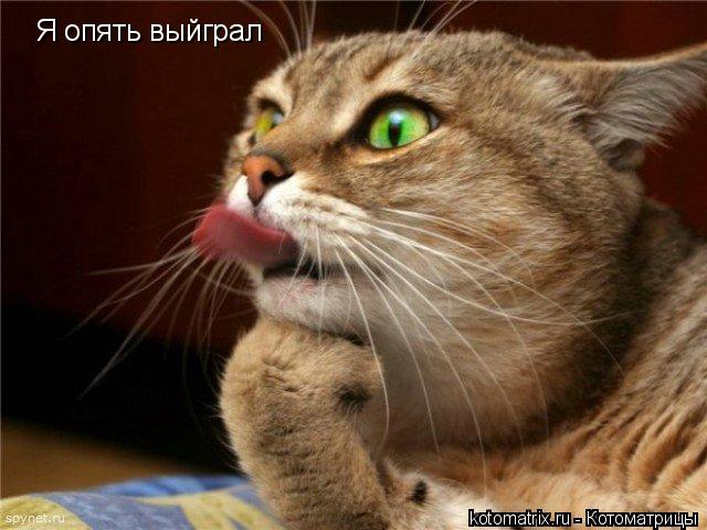 Я опять выйграл... Котоматрица: Я опять выйграл
