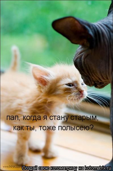 пап, когда я стану старым, как ты, тоже полысею?... Котоматрица: пап, когда я стану старым, как ты, тоже полысею?