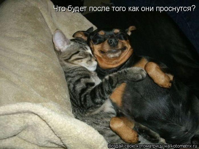 Что будет после того как они проснутся ?... Котоматрица: Что будет после того как они проснутся ?