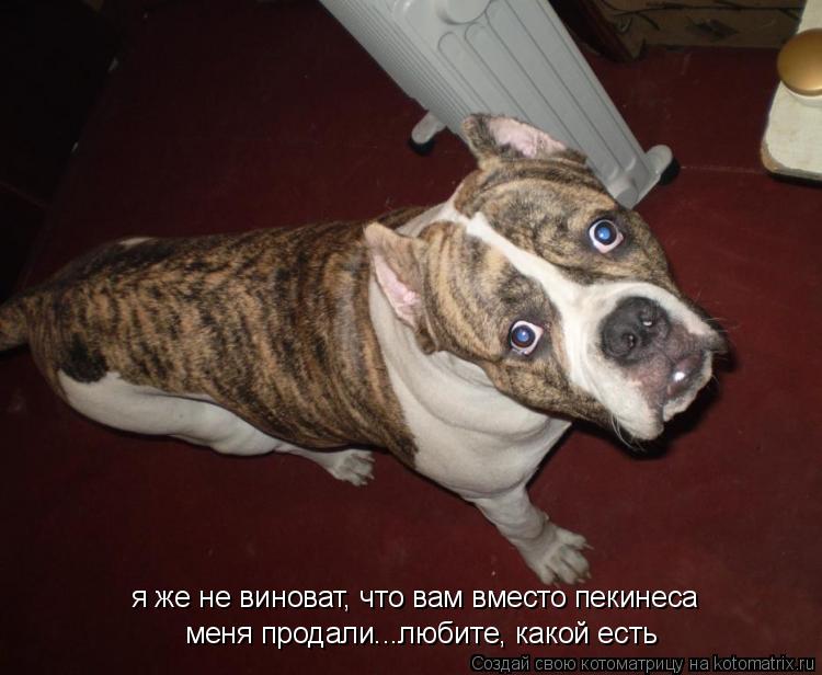 я же не виноват, что вам вместо пекинеса меня продали...любите, какой есть... Котоматрица: я же не виноват, что вам вместо пекинеса меня продали...любите, какой есть