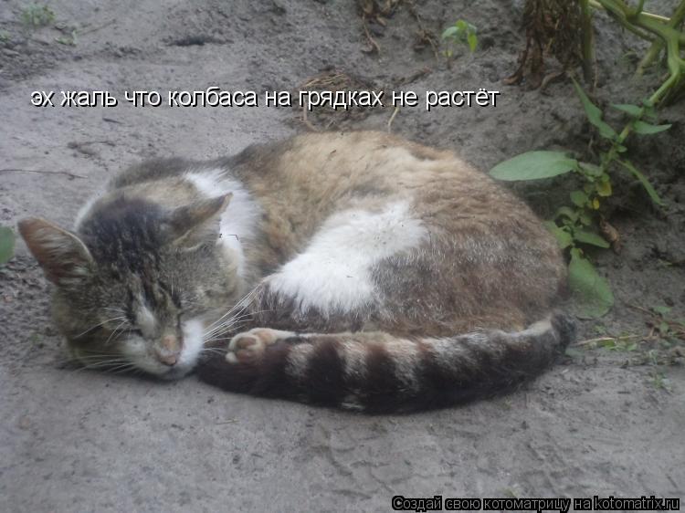 эх жаль что колбаса на грядках не растёт... Котоматрица: эх жаль что колбаса на грядках не растёт
