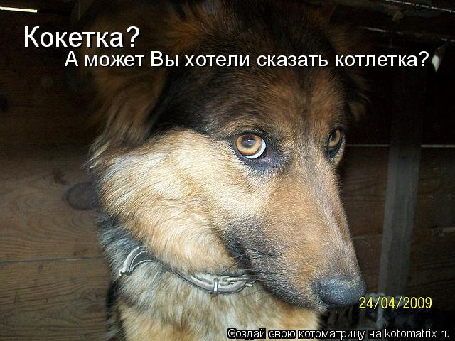 Кокетка? А может Вы хотели сказать котлетка?... Котоматрица: Кокетка? А может Вы хотели сказать котлетка?