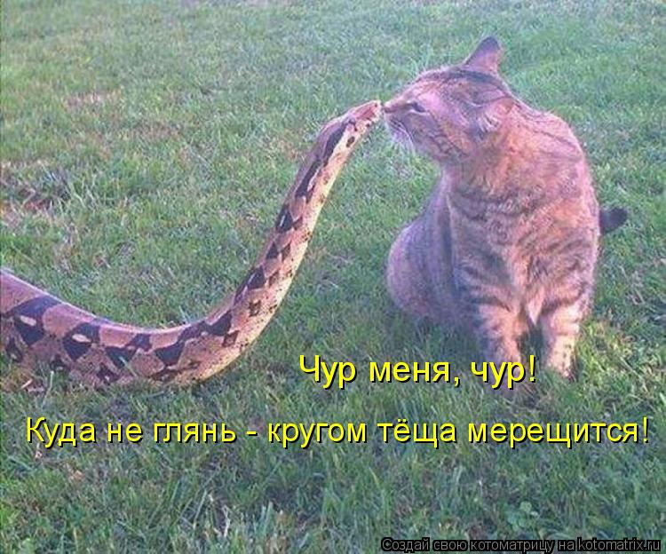 Котоматрица: Чур меня, чур! Куда не глянь - кругом тёща мерещится!