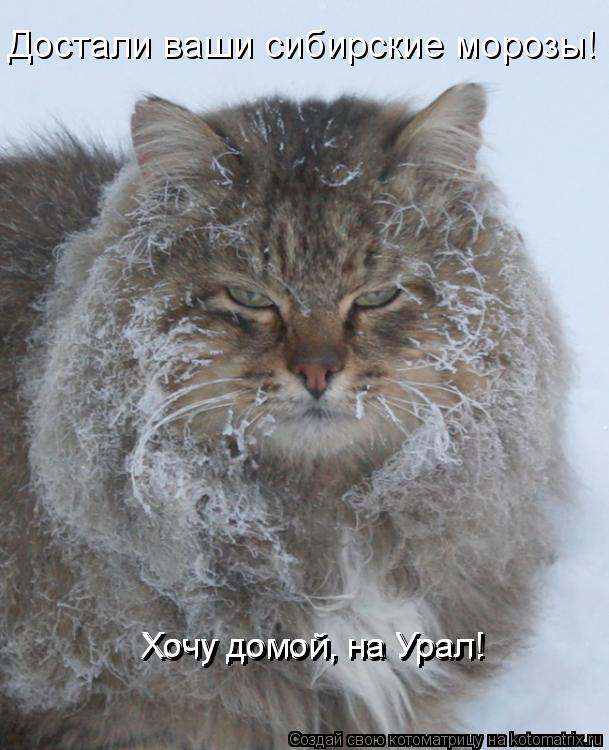 Котоматрица: Достали ваши сибирские морозы!  Хочу домой, на Урал! Хочу домой, на Урал! Хочу домой, на Урал!