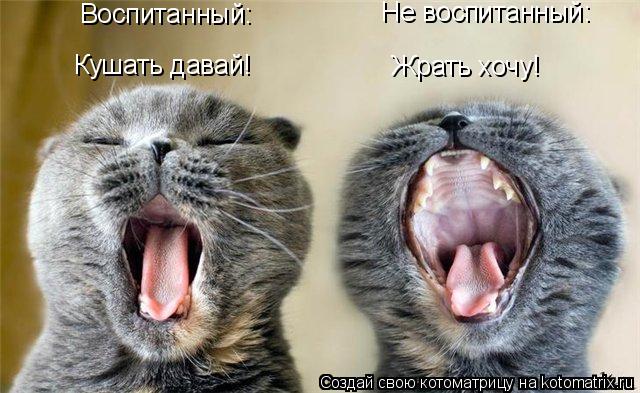 Котоматрица: Воспитанный:                                    Не воспитанный:                           Кушать давай!                         Жрать хочу!