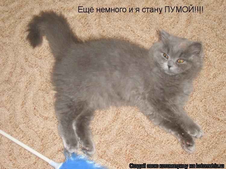 Котоматрица: Ещё немного и я стану ПУМОЙ!!!!