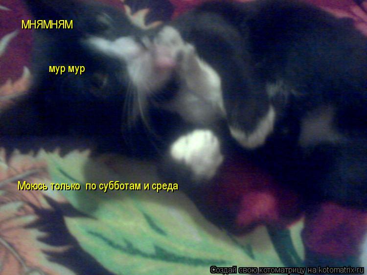 Котоматрица: МНЯМНЯМ мур мур Моюсь только  по субботам и среда