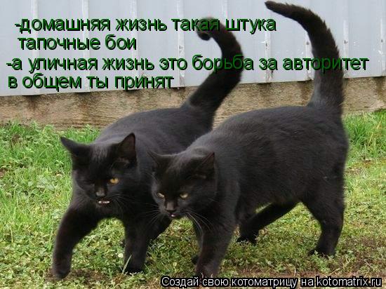 -домашняя жизнь такая штука тапочные бои -а уличная жизнь это борьба за авторитет в общем ты принят... Котоматрица: -домашняя жизнь такая штука тапочные бои -а уличная жизнь это борьба за авторитет в общем ты принят