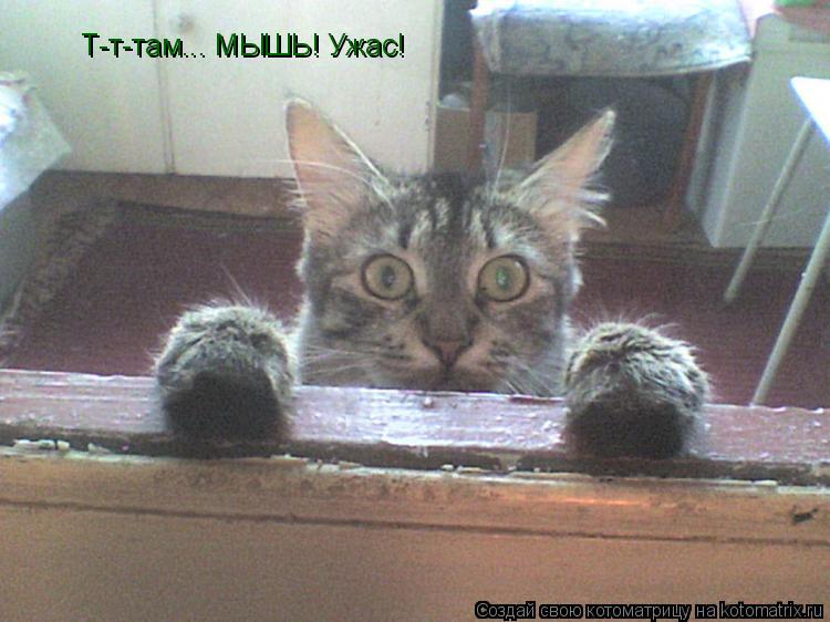 Т-т-там... МЫШЬ! Ужас!... Котоматрица: Т-т-там... МЫШЬ! Ужас!