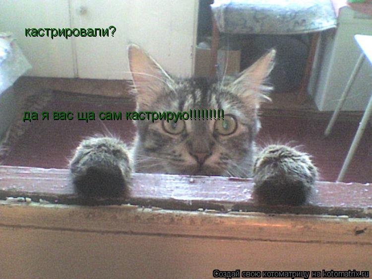кастрировали? да я вас ща сам кастрирую!!!!!!!!!... Котоматрица: кастрировали? да я вас ща сам кастрирую!!!!!!!!!