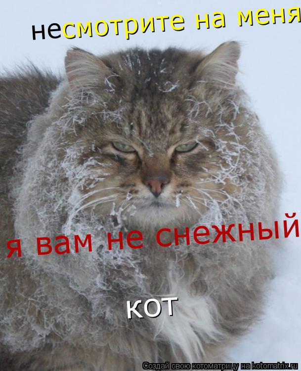 не смотрите на меня я вам не снежный кот... Котоматрица: не смотрите на меня я вам не снежный кот