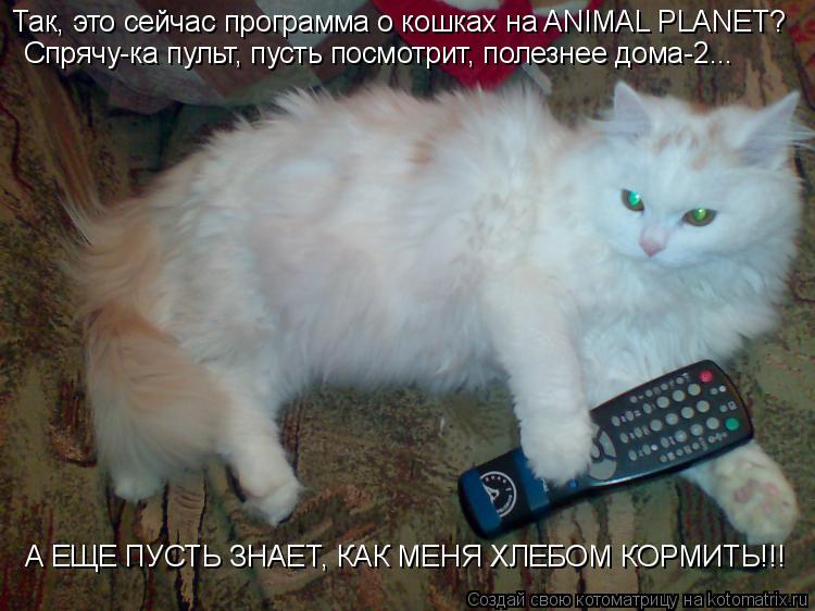 Так, это сейчас программа о кошках на ANIMAL PLANET? Спрячу-ка пульт, пусть посмотрит, полезнее дома-... Котоматрица: Так, это сейчас программа о кошках на ANIMAL PLANET? Спрячу-ка пульт, пусть посмотрит, полезнее дома-2... А ЕЩЕ ПУСТЬ ЗНАЕТ, КАК МЕНЯ ХЛЕБОМ КОРМИТЬ!!
