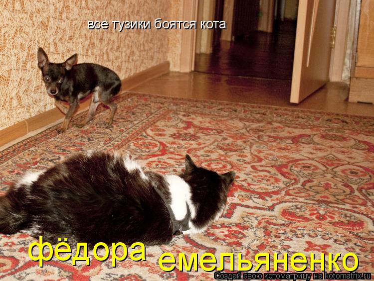 все тузики боятся кота фёдора емельяненко... Котоматрица: все тузики боятся кота фёдора емельяненко