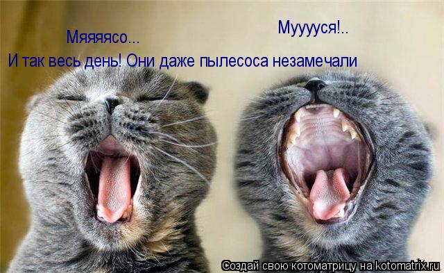 Мяяяясо... Мууууся!.. И так весь день! Они даже пылесоса незамечали... Котоматрица: Мяяяясо... Мууууся!.. И так весь день! Они даже пылесоса незамечали