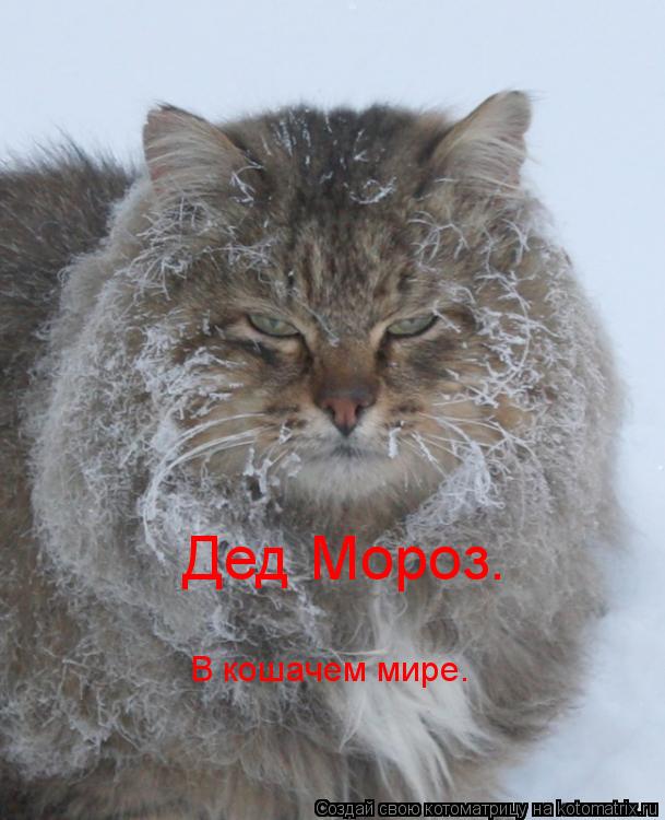 Дед Мороз. В кошачем мире.... Котоматрица: Дед Мороз. В кошачем мире.