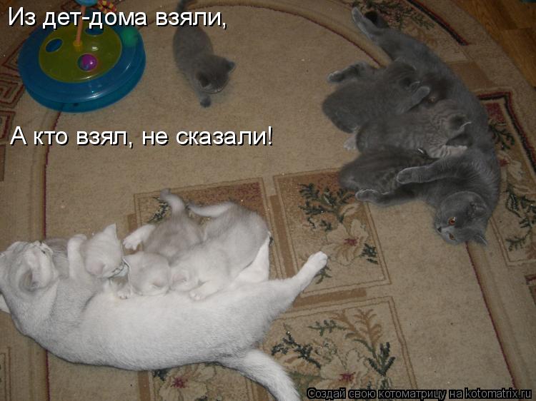 Из дет-дома взяли, А кто взял, не сказали!... Котоматрица: Из дет-дома взяли, А кто взял, не сказали!