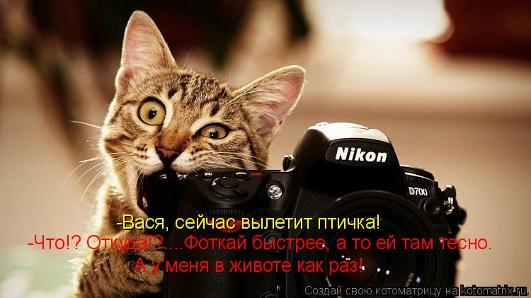 -Вася, сейчас вылетит птичка! -Что!? Откуда!?....Фоткай быстрее, а то ей там тесно. А у меня в животе... Котоматрица: -Вася, сейчас вылетит птичка! -Что!? Откуда!?....Фоткай быстрее, а то ей там тесно. А у меня в животе как раз!