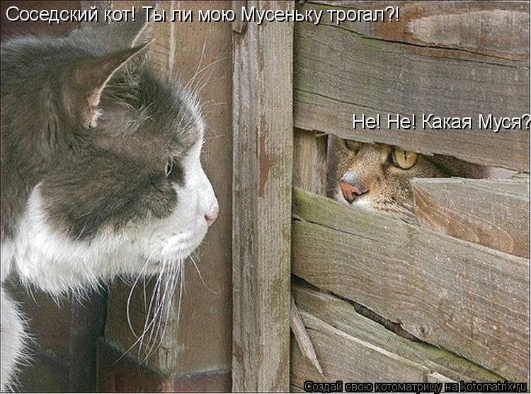 Соседский кот! Ты ли мою Мусеньку трогал?! Не! Не! Какая Муся?... Котоматрица: Соседский кот! Ты ли мою Мусеньку трогал?! Не! Не! Какая Муся?