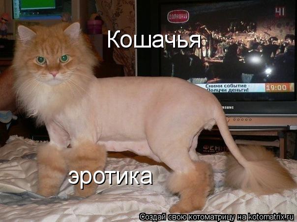 Кошачья эротика... Котоматрица: Кошачья эротика