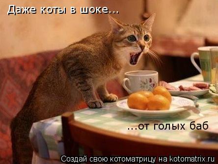 Даже коты в шоке... ...от голых баб... Котоматрица: Даже коты в шоке... ...от голых баб
