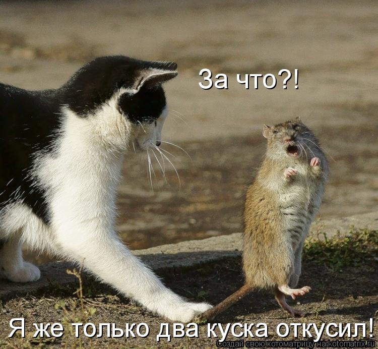 За что?! Я же только два куска откусил!... Котоматрица: За что?! Я же только два куска откусил!