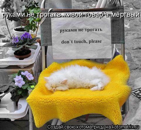 руками не трогать живой товар а мёртвый... Котоматрица: руками не трогать живой товар а мёртвый