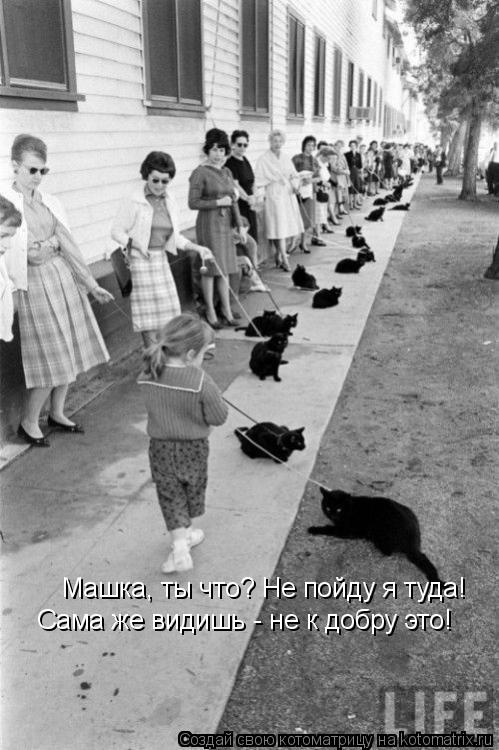 Машка, ты что? Не пойду я туда! Сама же видишь - не к добру это!... Котоматрица: Машка, ты что? Не пойду я туда! Сама же видишь - не к добру это!