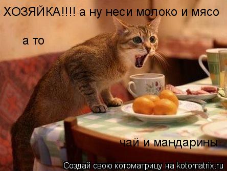 ХОЗЯЙКА!!!! а ну неси молоко и мясо а то чай и мандарины... Котоматрица: ХОЗЯЙКА!!!! а ну неси молоко и мясо а то чай и мандарины
