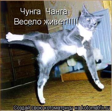 Чунга Чанга Весело живёт!!!!!... Котоматрица: Чунга Чанга Весело живёт!!!!!