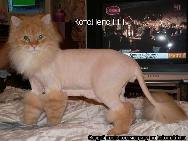 КотоЛепс!!!!!!... Котоматрица: КотоЛепс!!!!!!