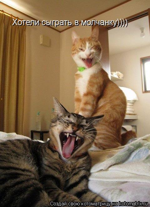 Хотели сыграть в молчанку))))... Котоматрица: Хотели сыграть в молчанку))))