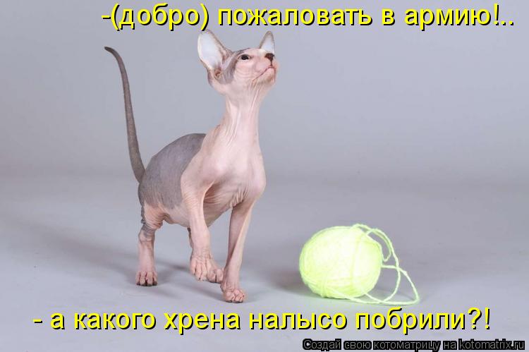 -(добро) пожаловать в армию!.. - а какого хрена налысо побрили?!... Котоматрица: -(добро) пожаловать в армию!.. - а какого хрена налысо побрили?!