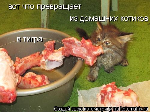 вот что превращает из домашних котиков в тигра... Котоматрица: вот что превращает из домашних котиков в тигра
